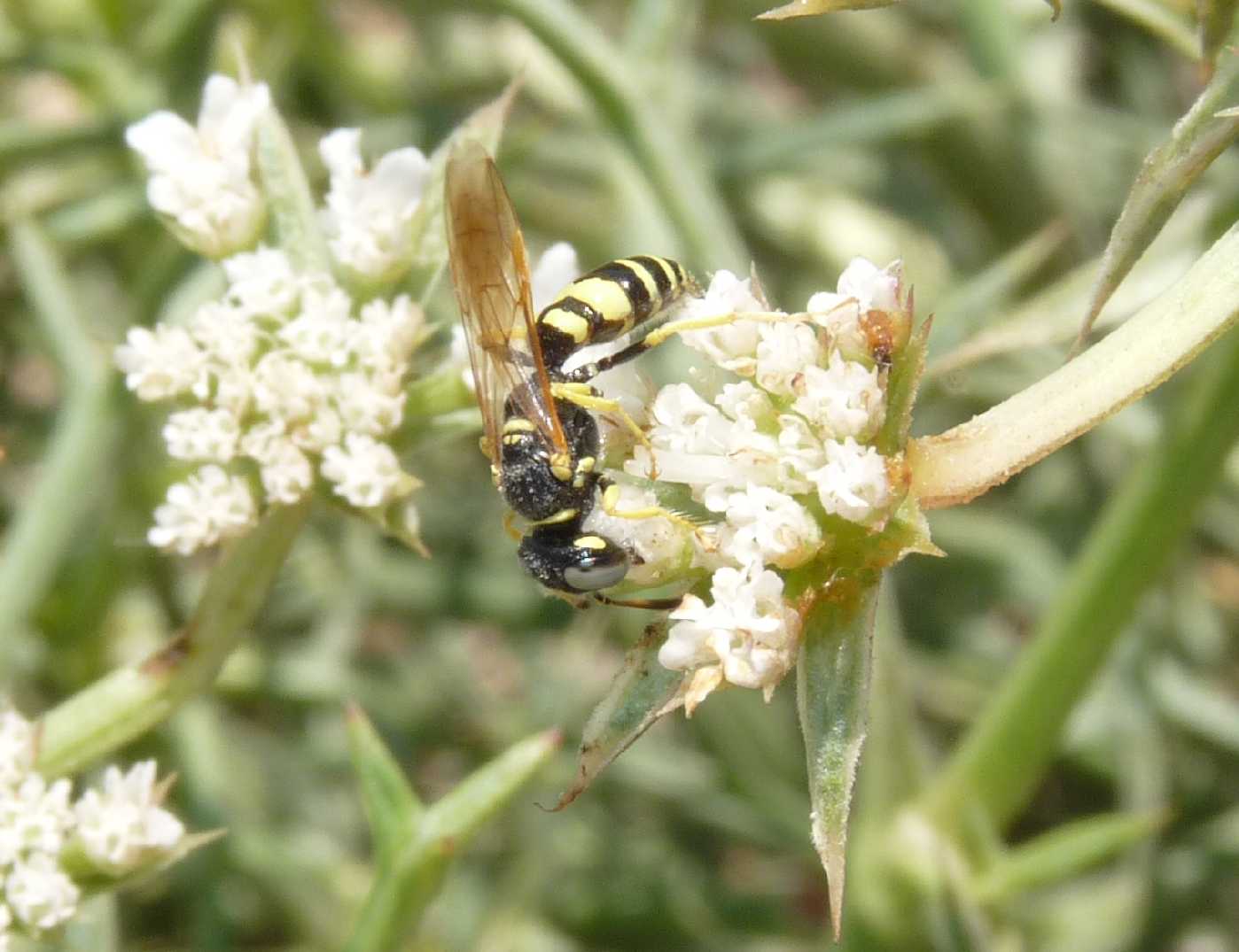 maschio di Philanthus venustus